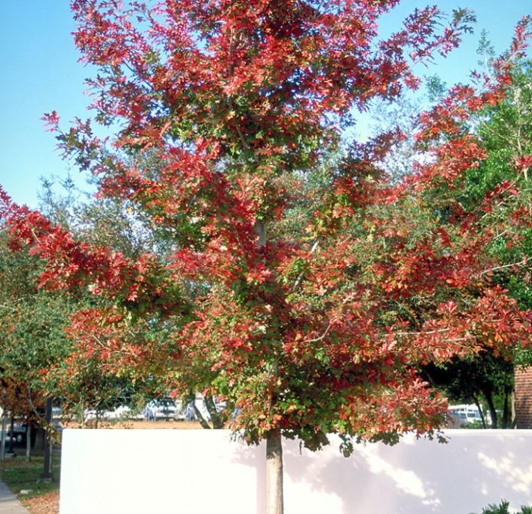 red oak (5)