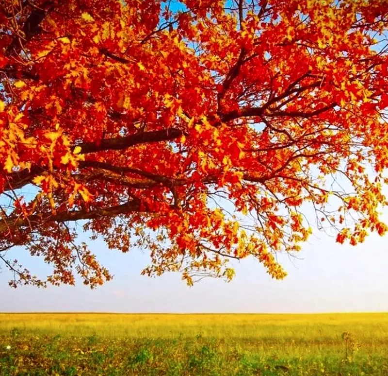 RED OAK HOUSTON Verdant Tree Farm and Landscape