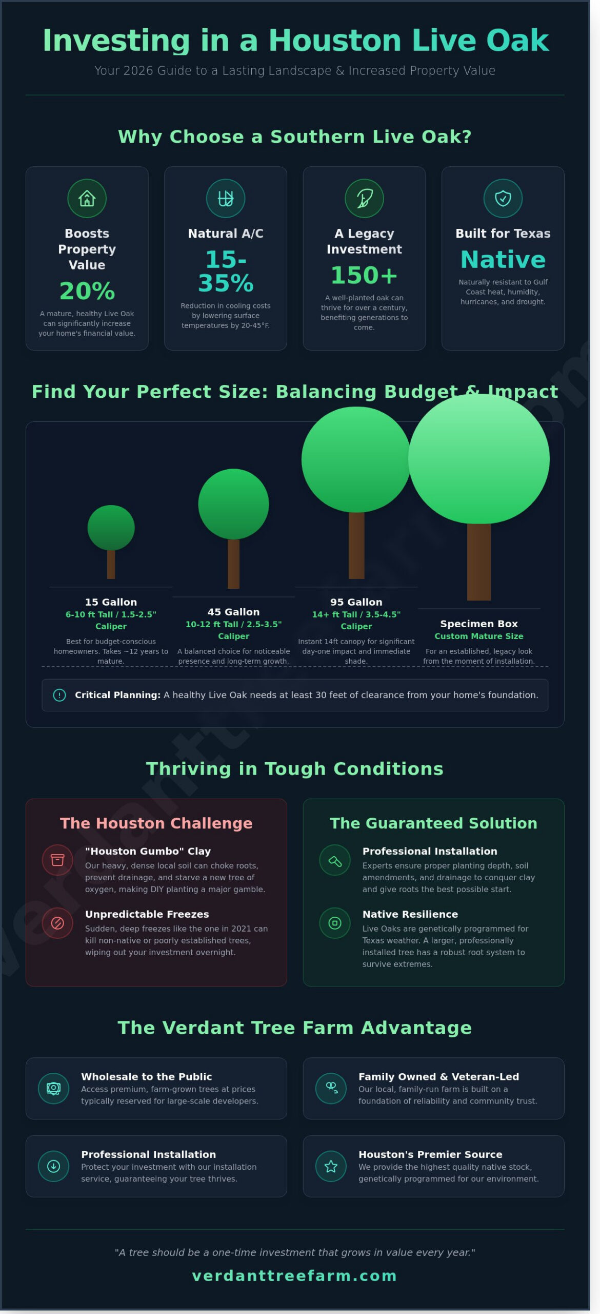 Majestic Live Oak Trees for Sale in Houston: The 2026 Buying & Planting Guide