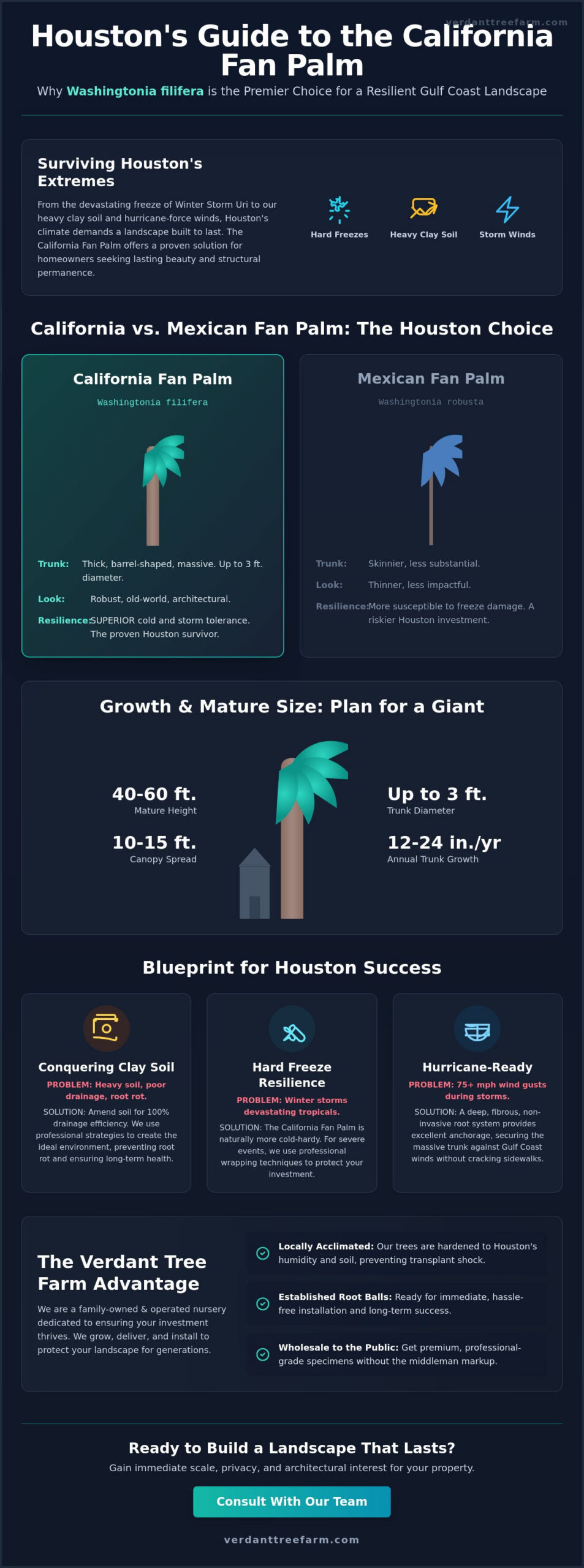 California Fan Palm Guide for Houston: Planting & Care in 2026