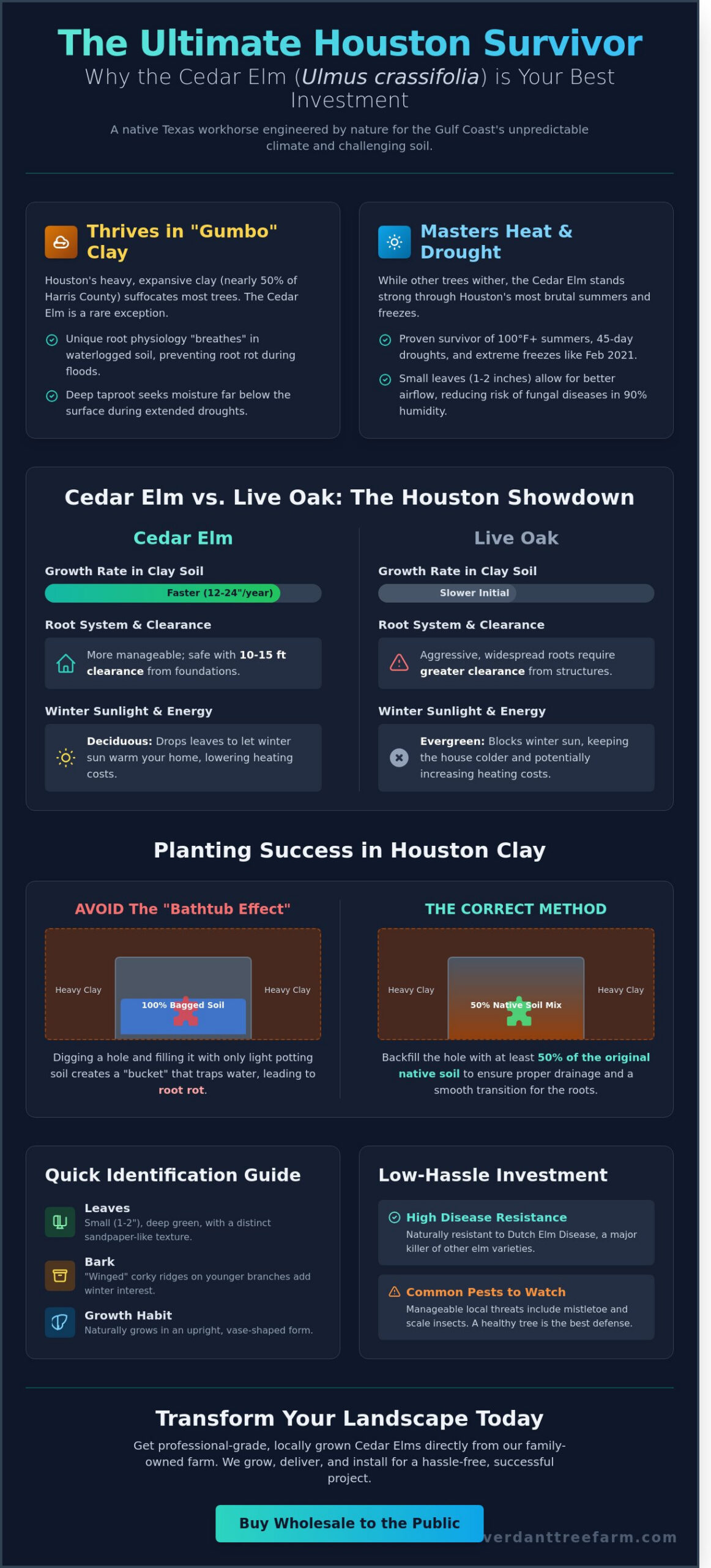 Cedar Elm: The Ultimate Guide to Houston’s Most Resilient Native Shade Tree
