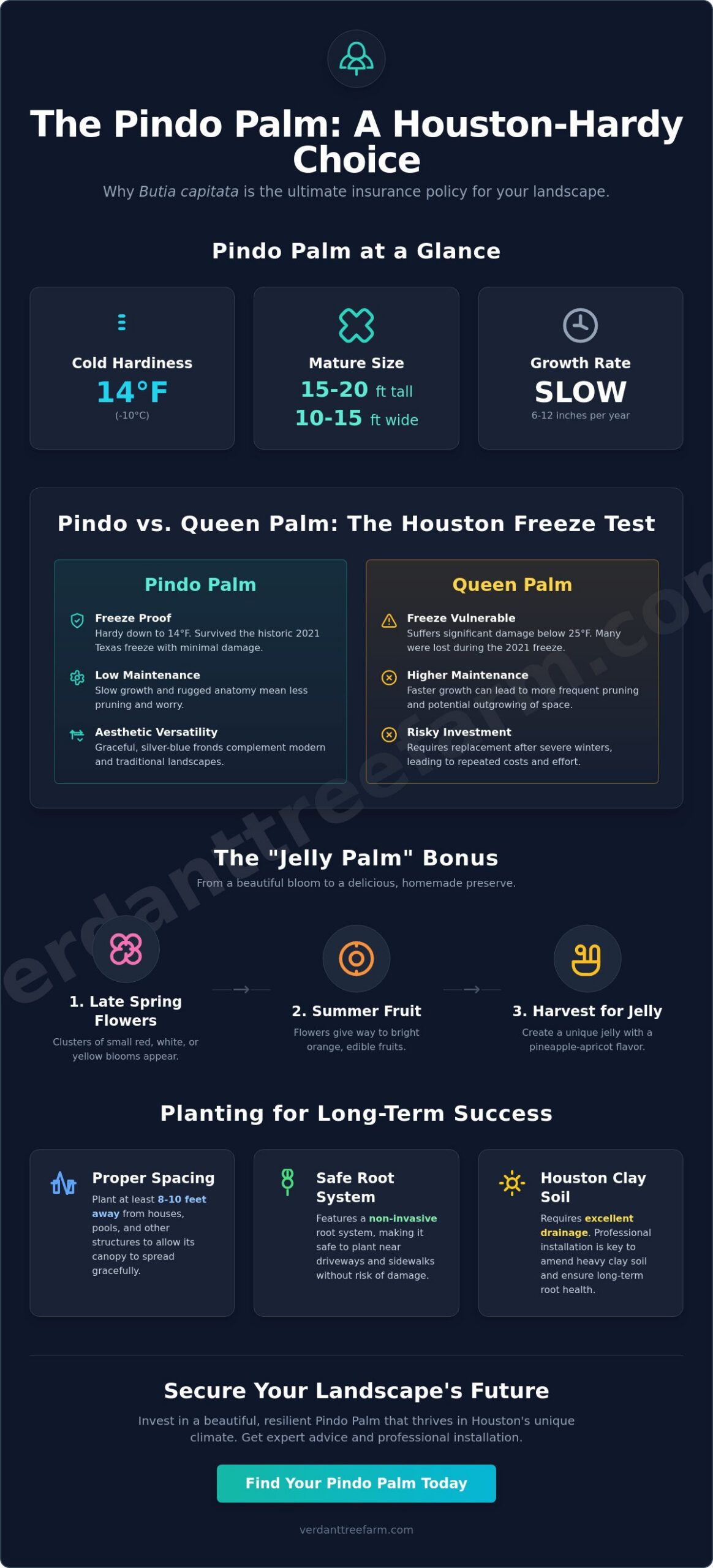 Pindo Palm for Sale Houston: The Complete Guide to Jelly Palms