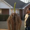 Queen Palm Freeze Damage Recovery: A Houston Homeowner’s Guide