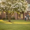 Flowering Trees That Thrive in Houston: The 2026 Homeowner’s Guide