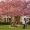 Texas Redbud Tree Care: The Ultimate Houston Homeowner’s Guide