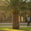 Sabal Palm for Sale in Houston: The 2026 Buyer’s Guide to Native Resilience