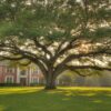The Best Oak Trees for Houston Area Landscapes (2026 Guide)