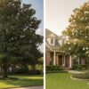 DD Blanchard Magnolia vs Little Gem: Choosing the Right Cultivar for Your Houston Landscape