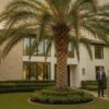 Cost of Sylvester Palm in Houston: 2026 Price & Value Guide