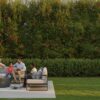 Eagleston Holly for Sale in Houston: The 2026 Guide to Privacy and Performance