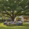 Cedar Elm Tree Houston: The Ultimate Guide to Planting and Care