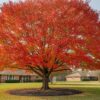 Drummond Red Maple Houston: The Ultimate Guide to Our Best Native Shade Tree