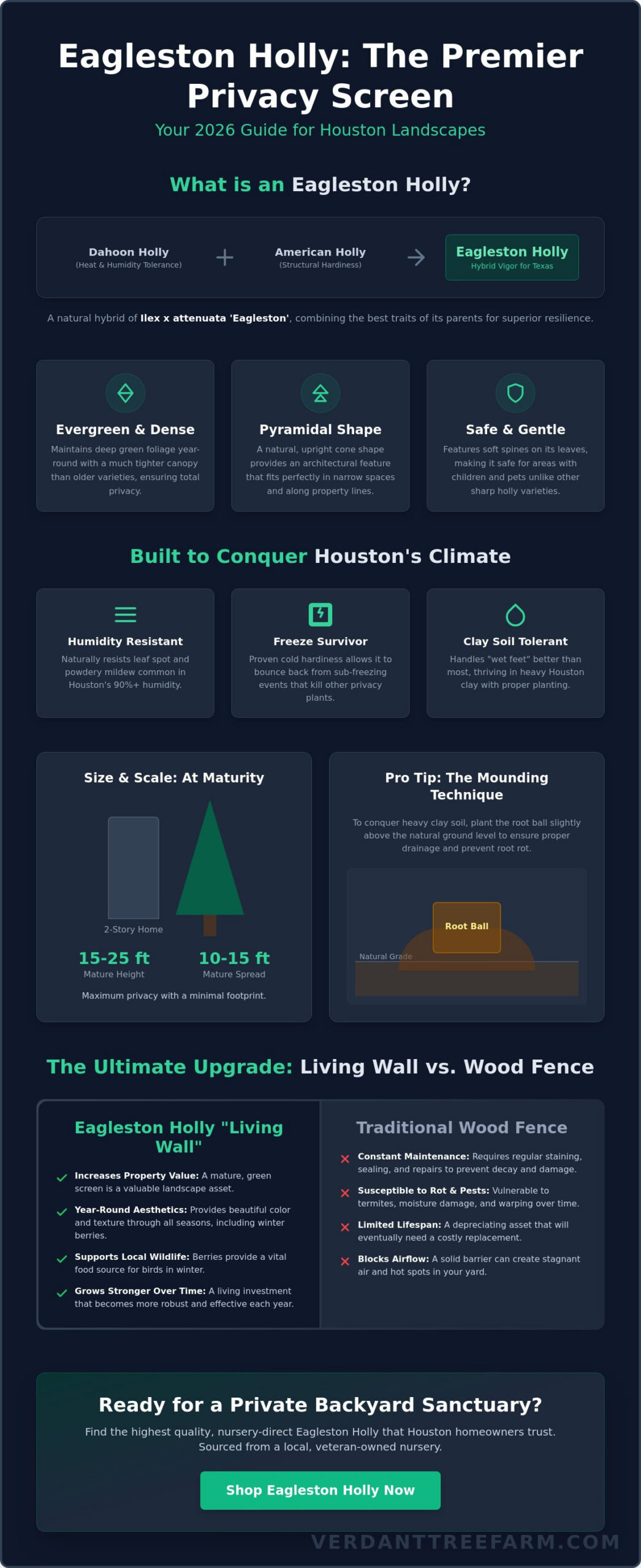 Eagleston Holly for Sale in Houston: The 2026 Guide to Privacy and Performance