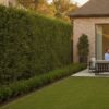 Best Privacy Shrubs for Houston: Top 2026 Picks for Living Fences