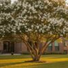 Natchez Crape Myrtle Growth Rate: How Fast Does This Houston Favorite Grow?