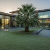 Cold Hardy Palms in Houston: The 2026 Guide to Freeze-Resistant Landscapes