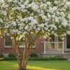 Crape Myrtle Houston: The Ultimate Guide to Choosing & Growing the Best Varieties