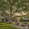 Drake Elm Tree Houston: The 2026 Guide to Planting and Care
