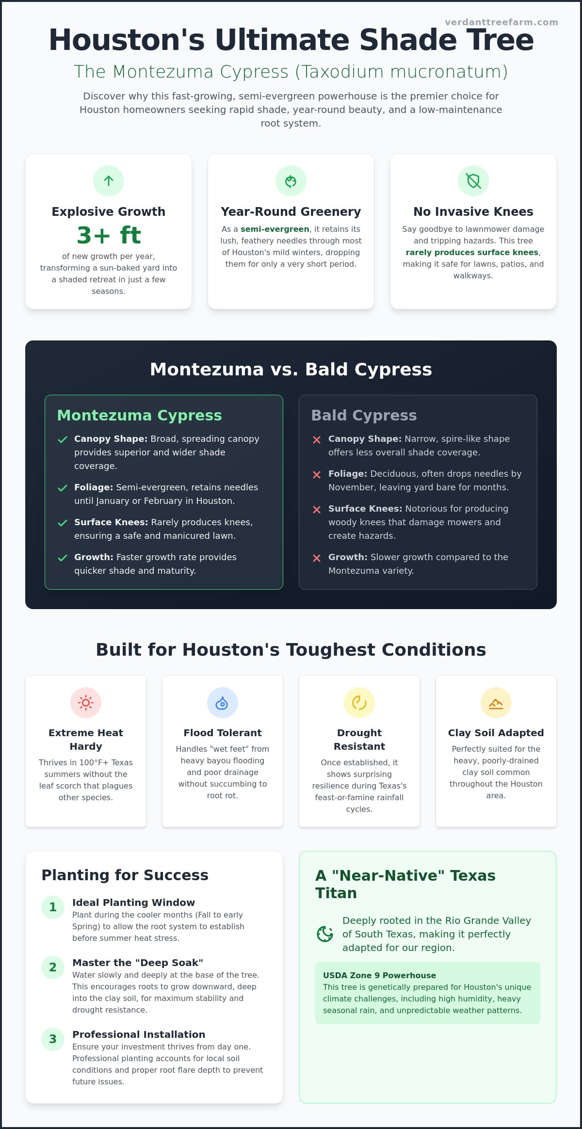 Montezuma Cypress Houston: The Ultimate Guide to This Majestic Fast-Growing Tree