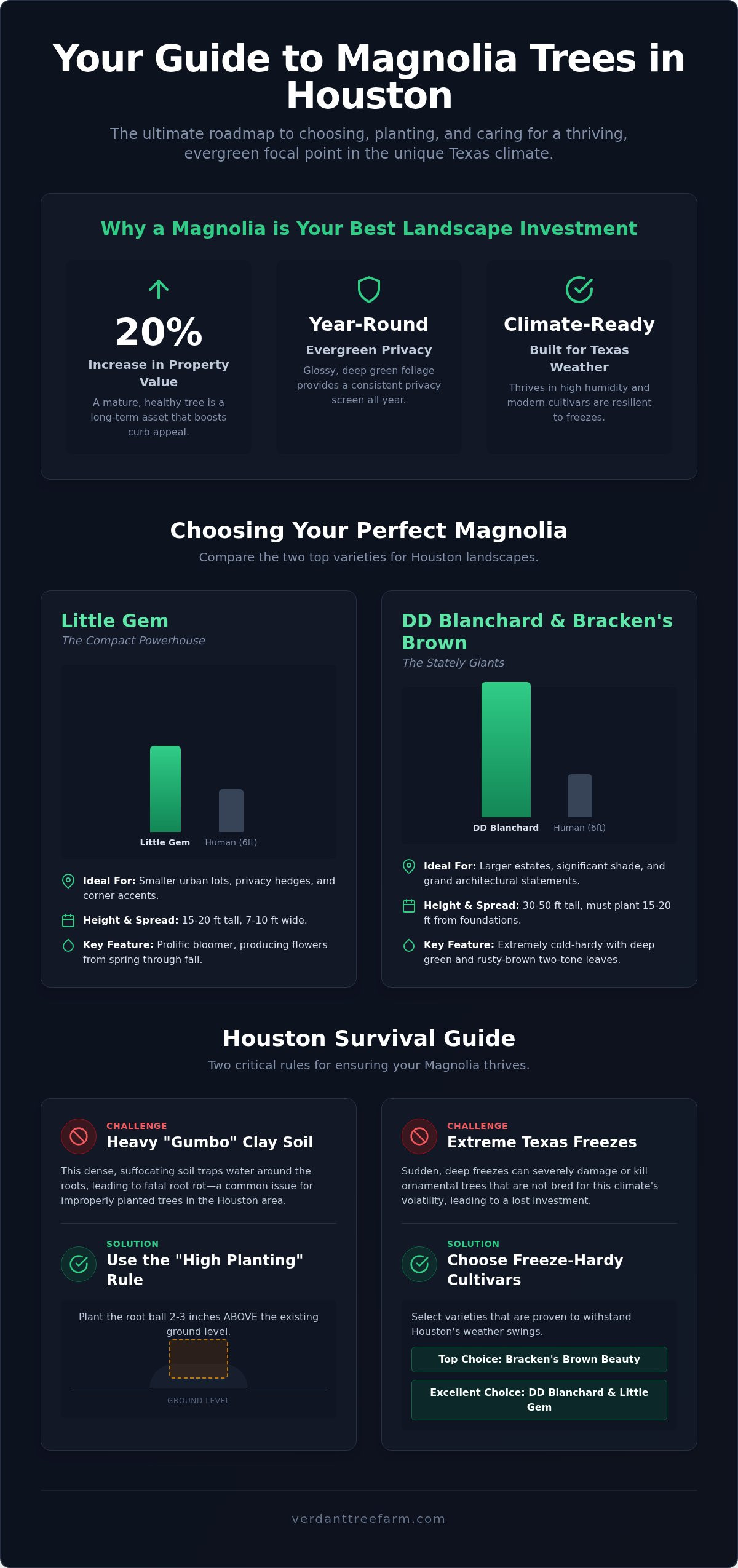 Magnolia Trees in Houston: The 2026 Guide to Selection, Planting, and Care