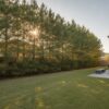 Loblolly Pine Houston: 2026 Fast-Growing Privacy Guide