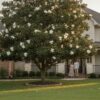 Magnolia Trees in Houston: The 2026 Guide to Selection, Planting, and Care