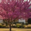 Mexican Redbud Houston: The Ultimate Guide to Planting & Care (2026)