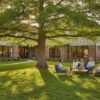 Montezuma Cypress Houston: The Ultimate Guide to This Majestic Fast-Growing Tree