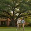 2026 Houston Tree Fertilizer Schedule: Seasonal Guide