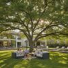 Drake Elm Tree Houston: The 2026 Guide to Planting and Care