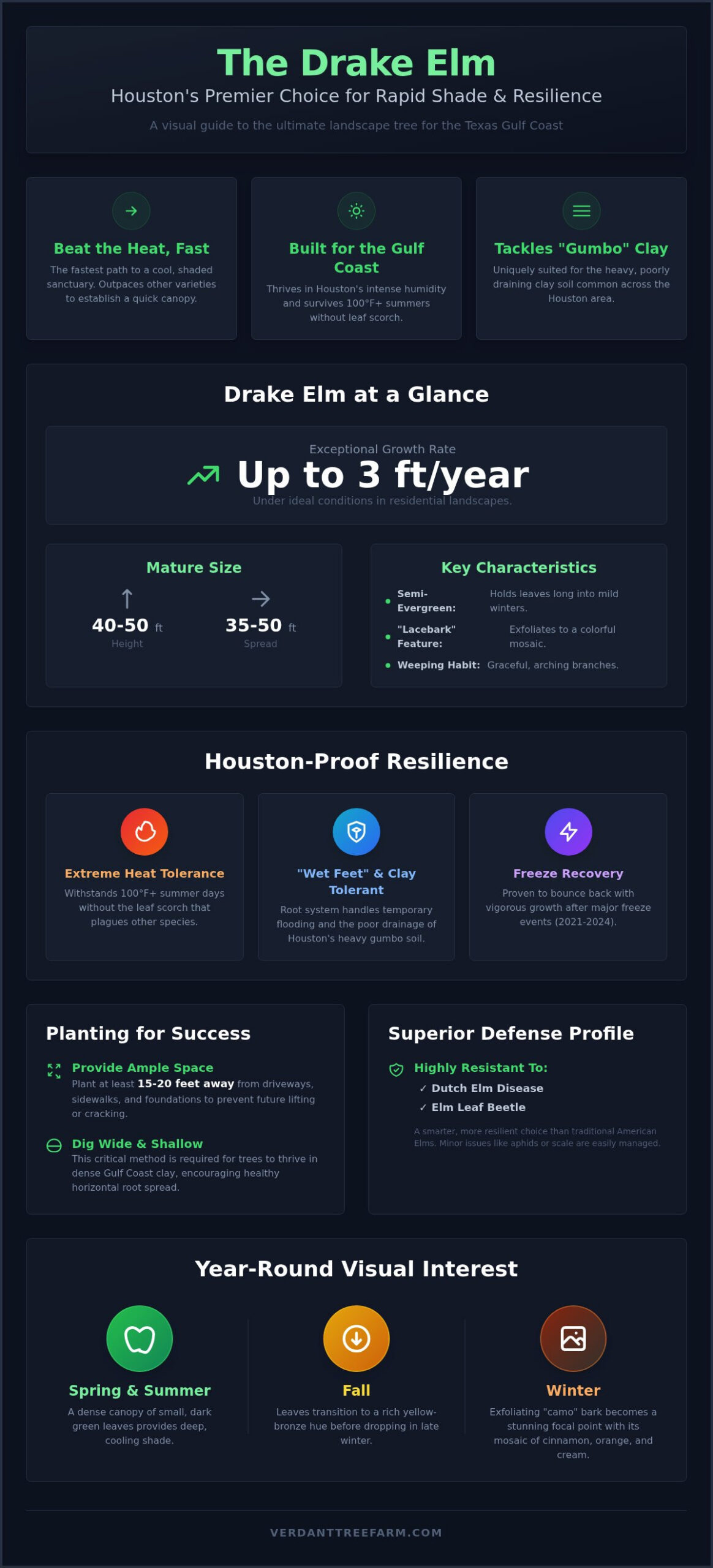 Drake Elm Tree Houston: The 2026 Guide to Planting and Care