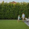 Best Houston Privacy Trees: 2026 Evergreen Guide
