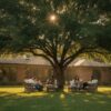 Drake Elm Houston: The Ultimate Guide to This Fast-Growing Shade Tree