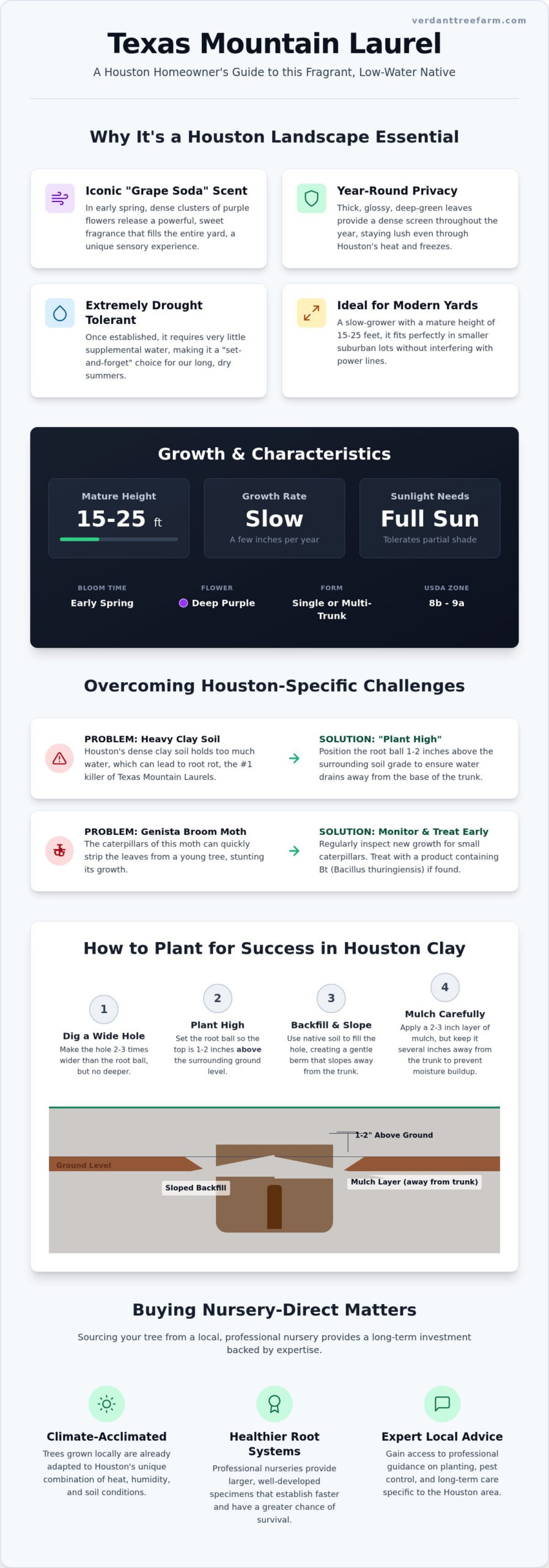 Texas Mountain Laurel Houston: The Ultimate Growing & Buying Guide