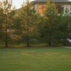 Loblolly Pine in Houston: The Complete Guide to Planting and Care (2026)