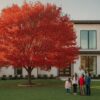 October Glory Maple in Houston: The Complete 2026 Planting & Care Guide