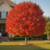 October Glory Maple in Houston: The Complete 2026 Planting & Care Guide