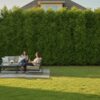 Privacy Trees Houston: The 2026 Guide to Fast-Growing Living Fences