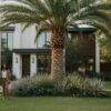 Sabal Palm Houston: The Complete Guide to Growing Texas’s Most Resilient Palm