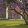 Texas Mountain Laurel Houston: The 2026 Guide to Growing the 'Grape Soda' Tree