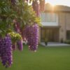Texas Mountain Laurel Houston: The Ultimate Growing & Buying Guide