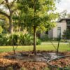 How to Ensure My New Tree Survives: The Complete Establishment Guide (2026)