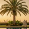 Medjool Date Palm vs Phoenix Dactylifera: Choosing the Best Date Palm for Houston