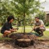 One Year Maintenance Plan for New Trees: The Complete Homeowner Checklist