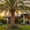 Sylvester Palm Houston: 2026 Care & Landscaping Guide