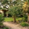 Medjool Date Palm Growth Stages: From Young Palm to Fruit