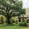 Oak Wilt-Resistant Trees in Houston: What Homeowners Need to Know