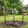 How to Stake a New Tree Correctly: A Practical Houston Guide