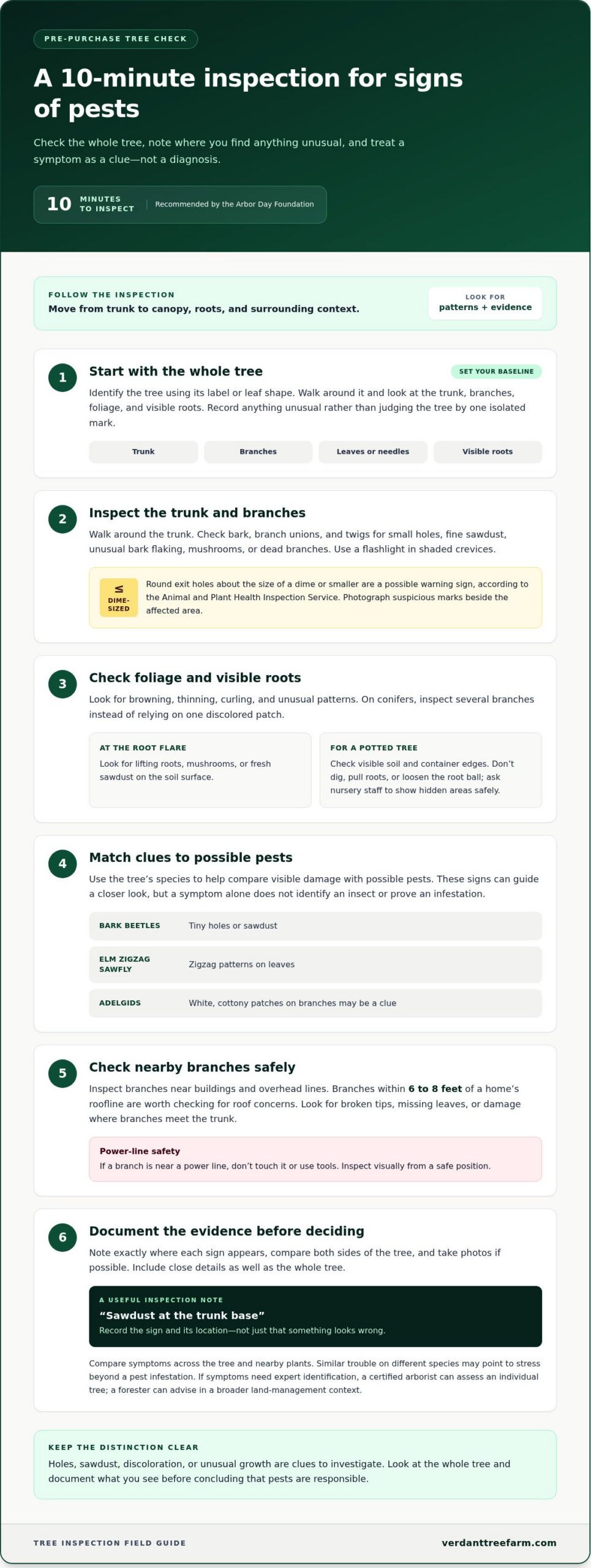 How to Check a Tree for Pests Before You Buy