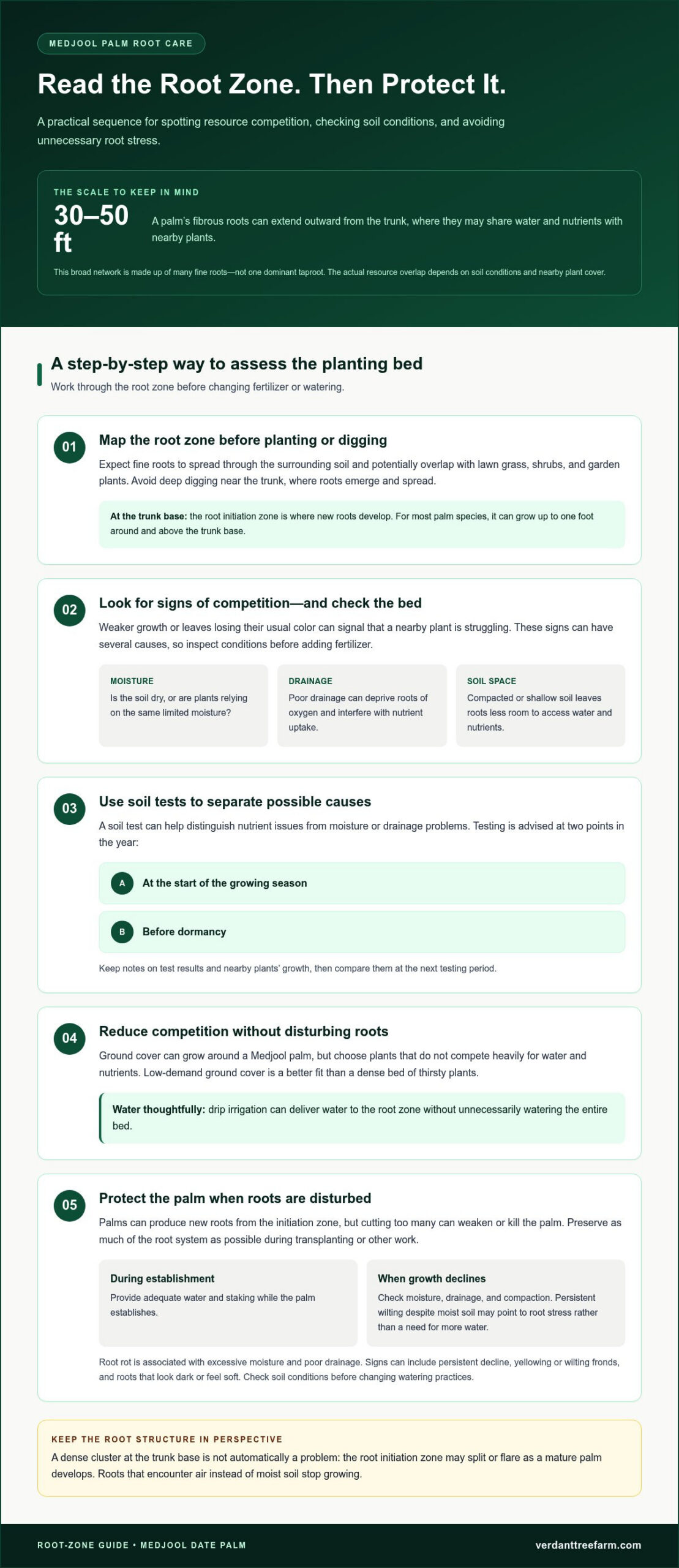 Medjool Palm Root System Concerns and Property Risks